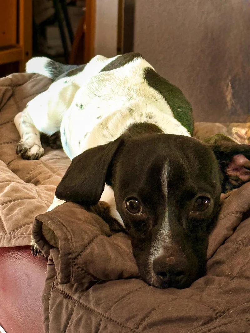 A young medium-sized male Dachshund dog named Snoopy. Sprout for adoption in Prague, OK