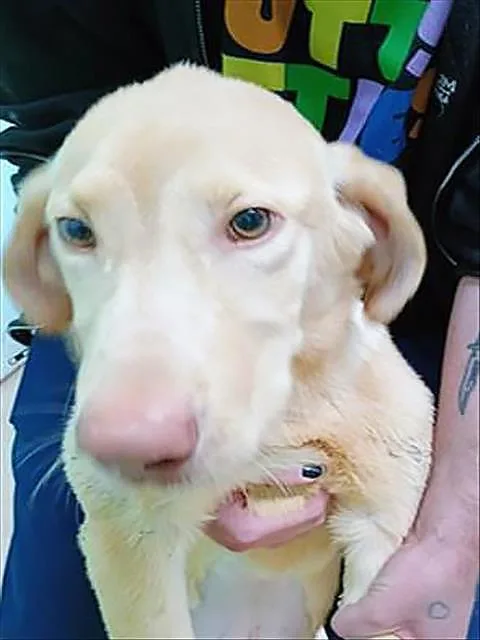 A young medium-sized male Golden Mixed Breed dog named Cookie Dough for adoption in Nashville, TN