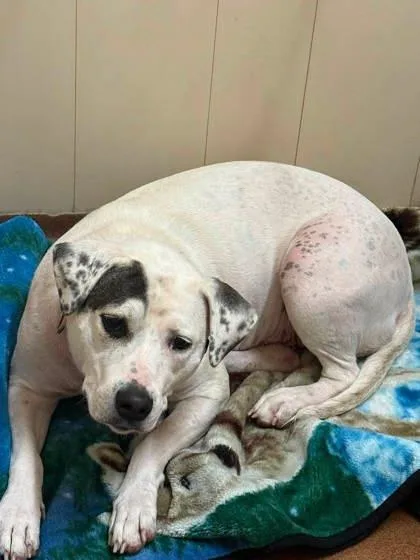 An adult large-sized female White / Cream Pit Bull Terrier dog named Patt for adoption in Winfield, KS