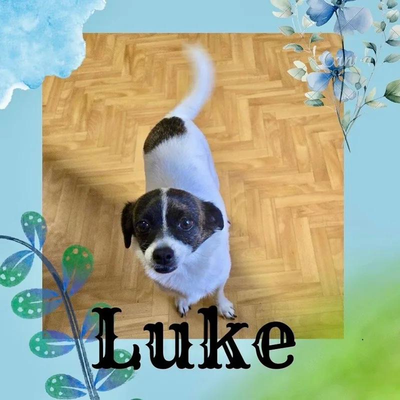 Luke thumbnail 2