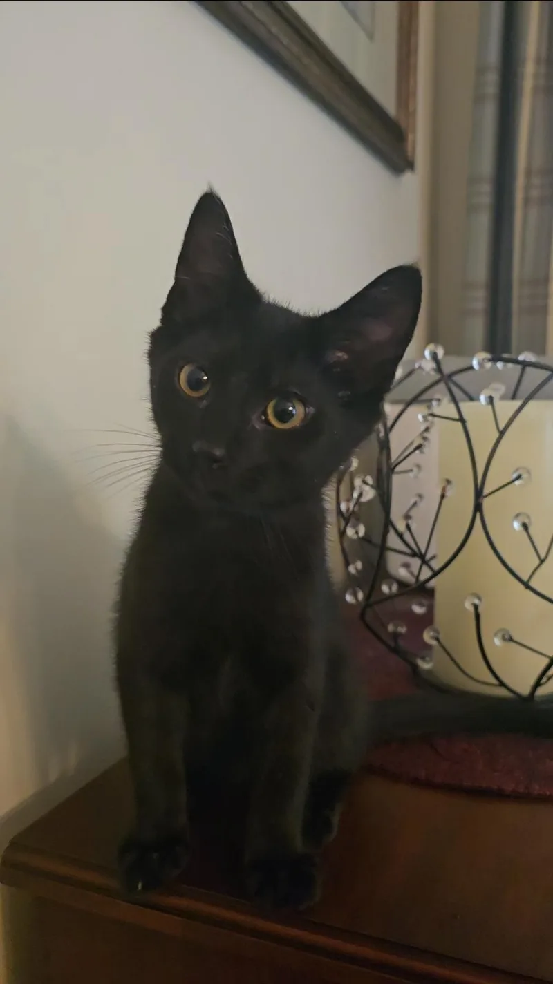A baby medium-sized male Black Domestic Short Hair cat named Percy for adoption in Lemoyne, PA