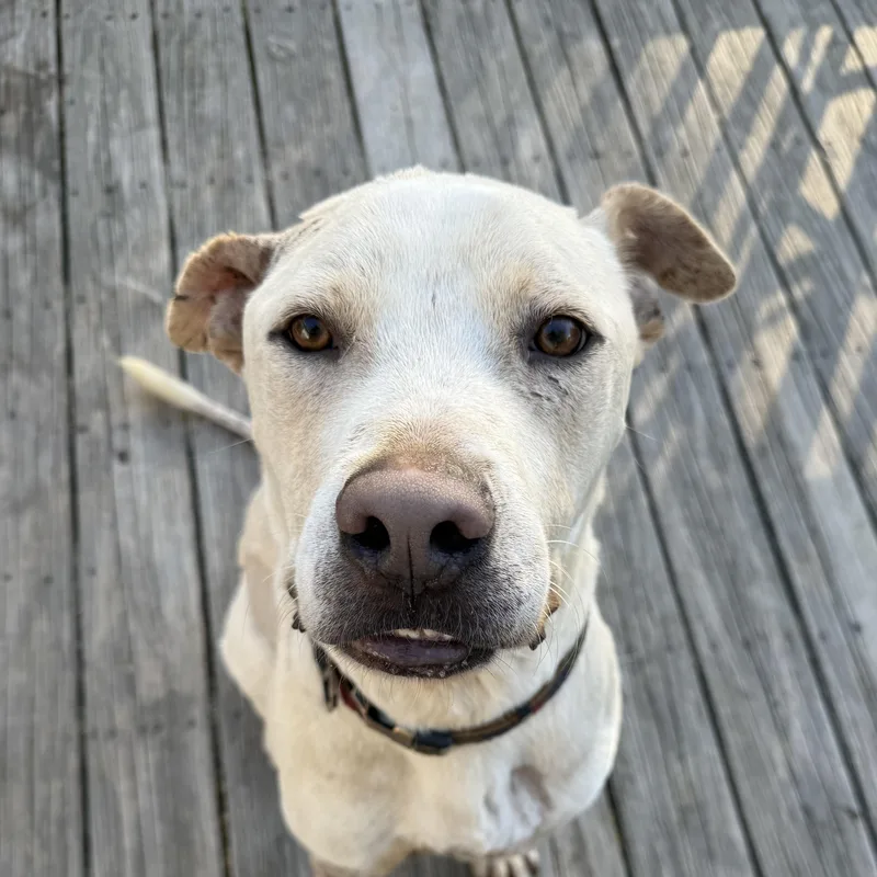 An adult large-sized male Yellow / Tan / Blond / Fawn Labrador Retriever dog named Wagner for adoption in Columbia, SC