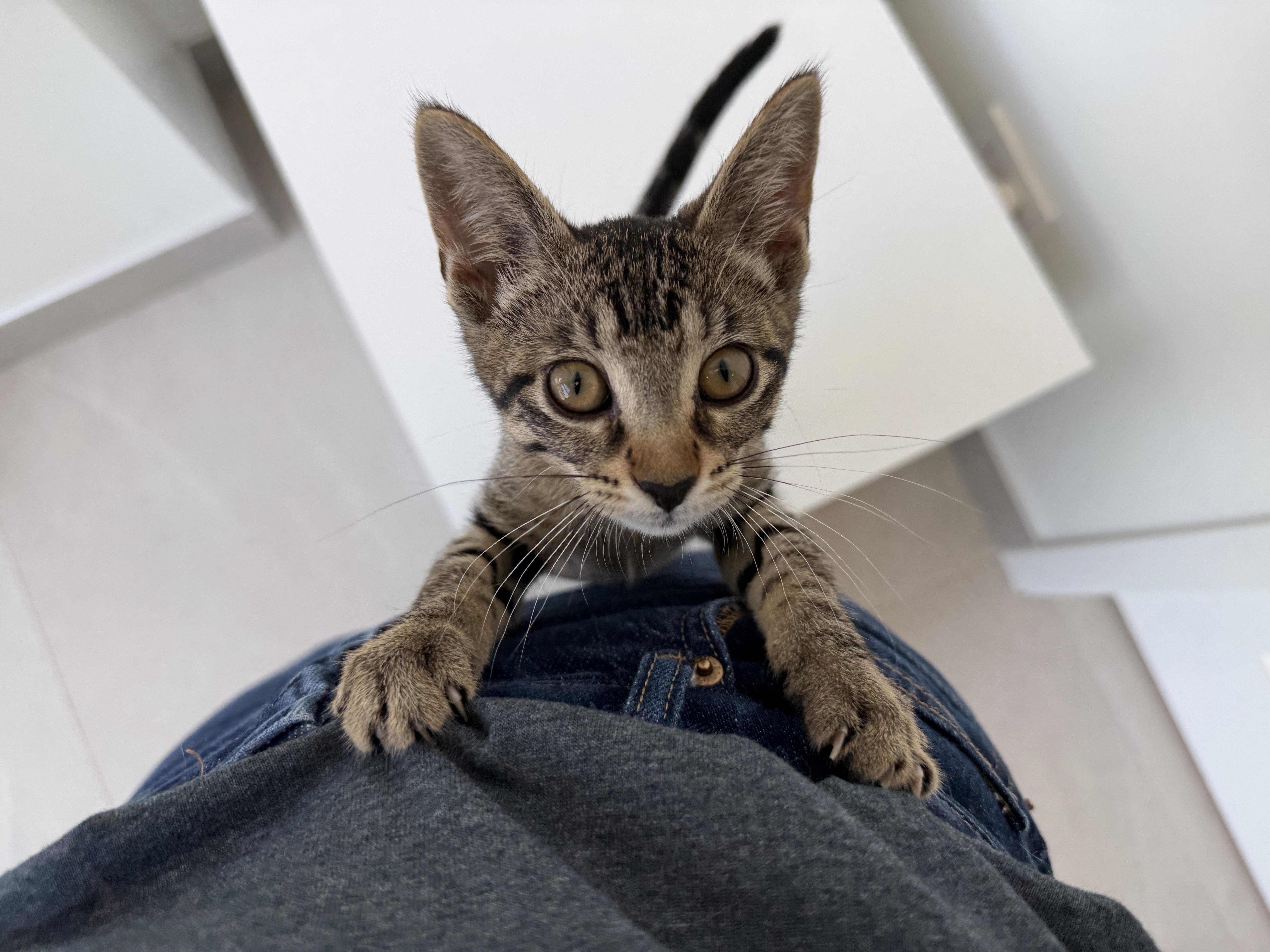 A baby medium-sized female Tabby (Brown / Chocolate) Domestic Short Hair cat named Whiskey for adoption in Evanston, IL