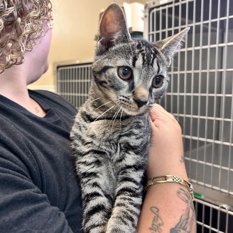 A young small-sized female Domestic Short Hair cat named Bluey for adoption in Myerstown, PA
