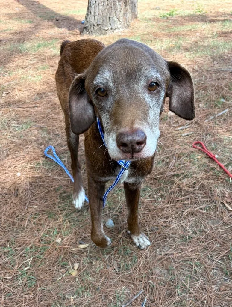 A senior medium-sized male Labrador Retriever dog named Old Man Clyde for adoption in Little Rock, AR