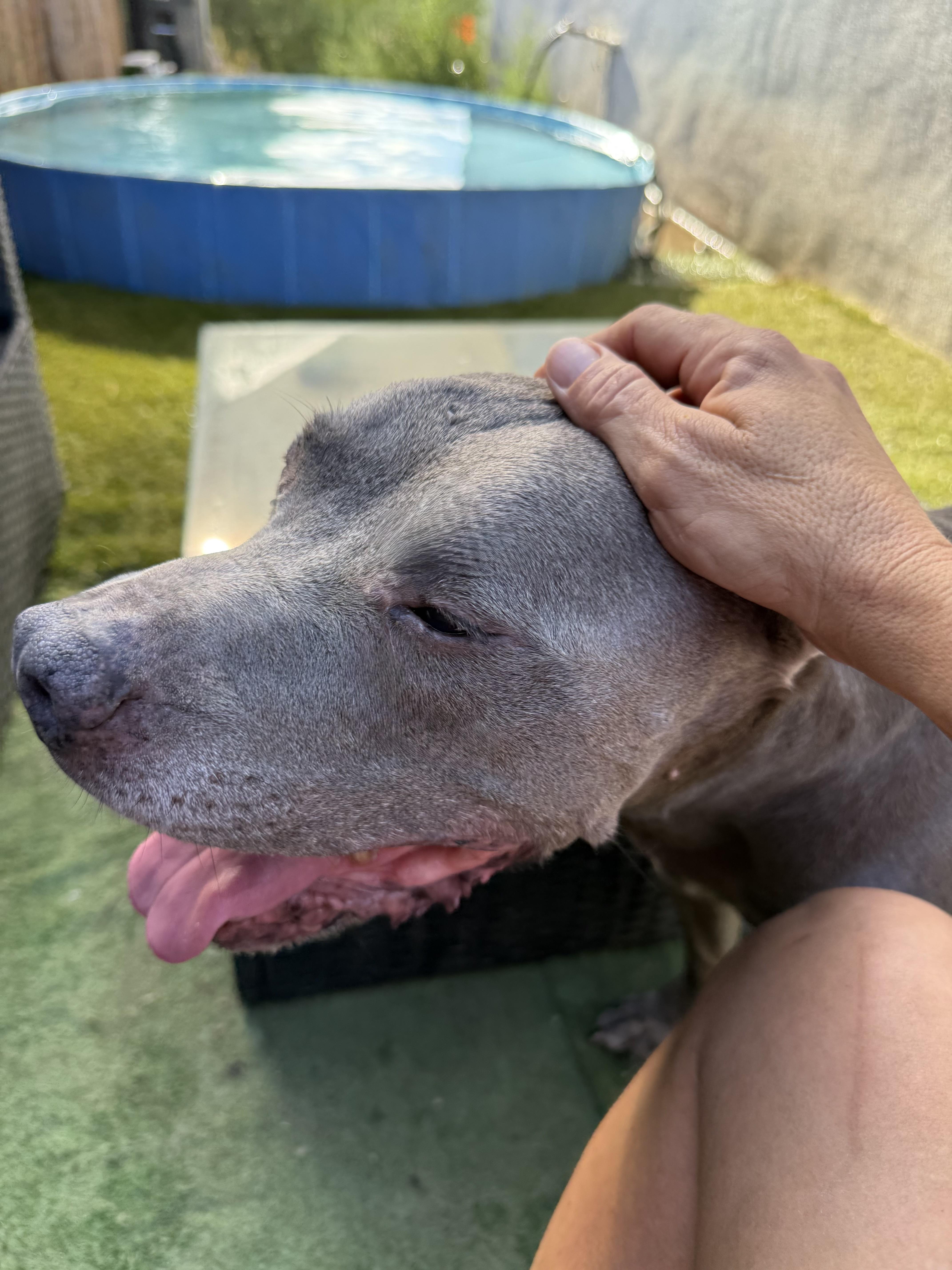 A senior medium-sized male Pit Bull Terrier dog named Blue for adoption in Woodland Hills, CA