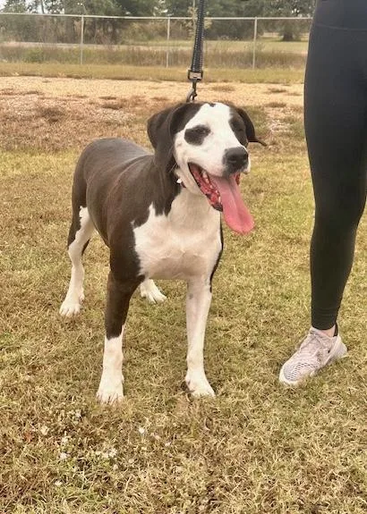 Davenport thumbnail 2