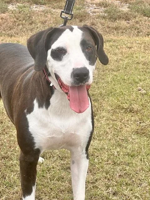 Davenport thumbnail 3