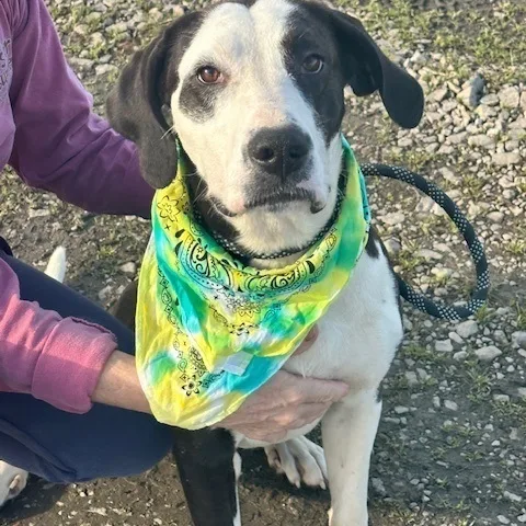 Davenport thumbnail 4