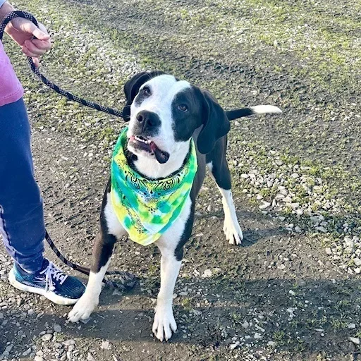 Davenport thumbnail 5