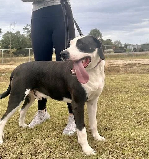 Davenport thumbnail 6