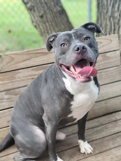 An adult large-sized male Mixed Breed dog named Ryder for adoption in Hobart, IN