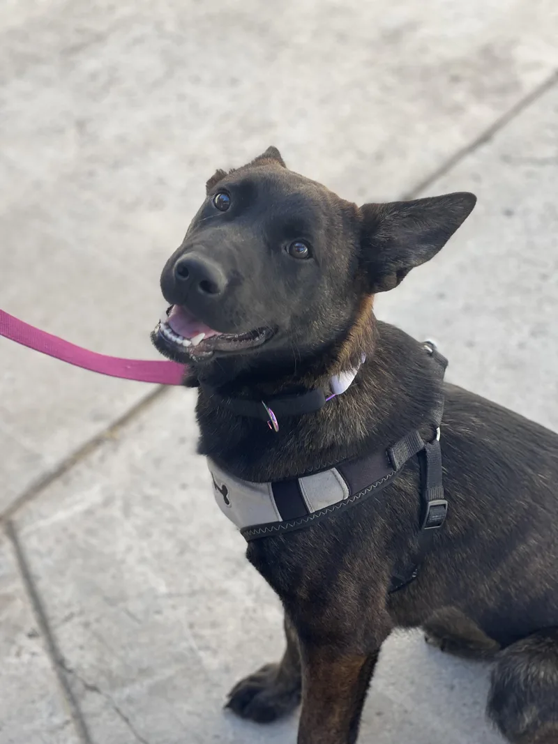 A baby medium-sized female Bicolor Dutch Shepherd dog named GINGER Dutch Shepherd puppy for adoption in Encino, CA