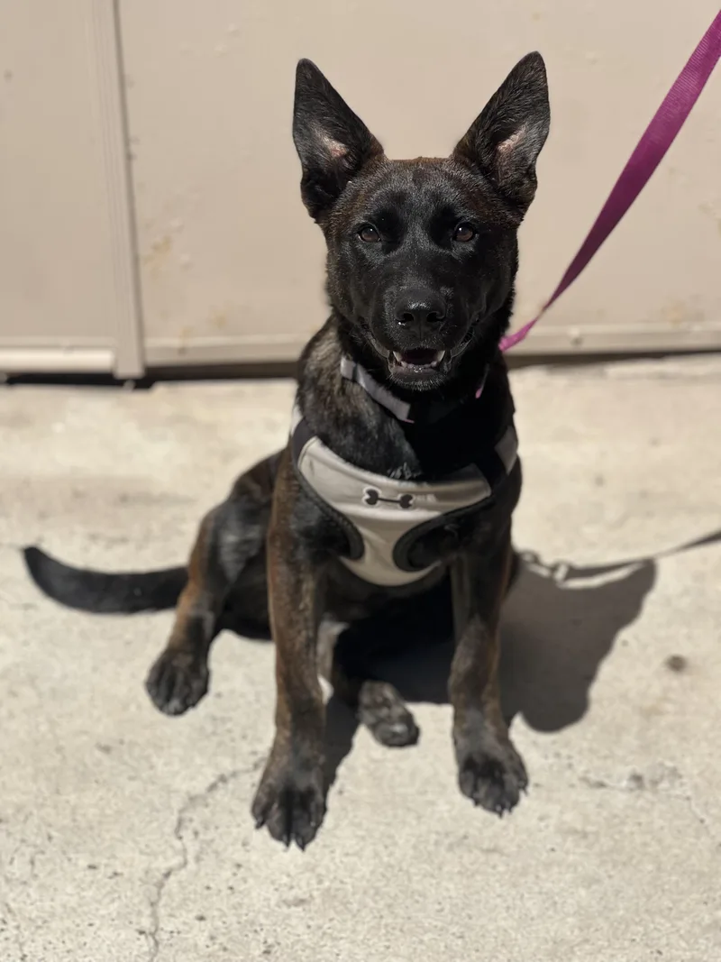 GINGER Dutch Shepherd puppy thumbnail 2