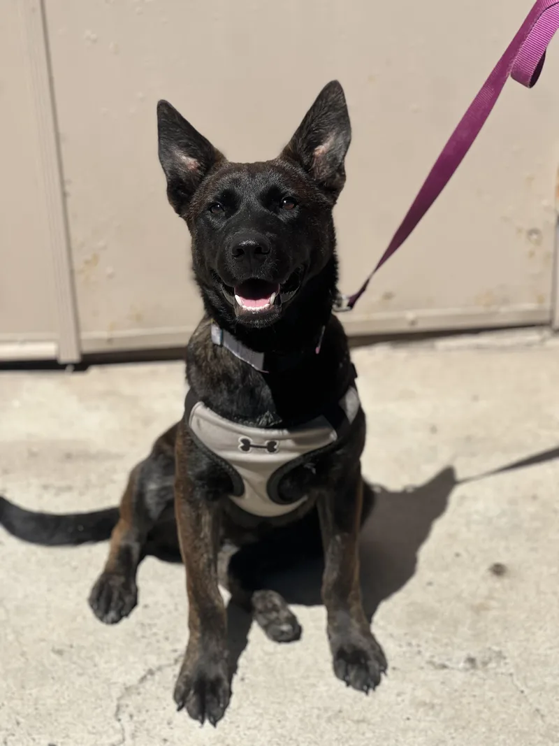 GINGER Dutch Shepherd puppy thumbnail 3