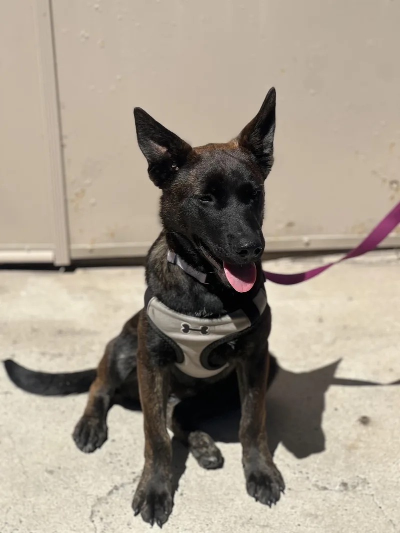 GINGER Dutch Shepherd puppy thumbnail 4