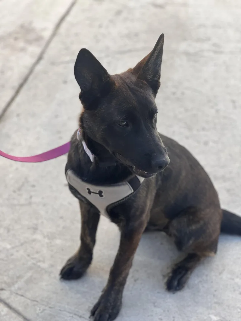 GINGER Dutch Shepherd puppy thumbnail 5