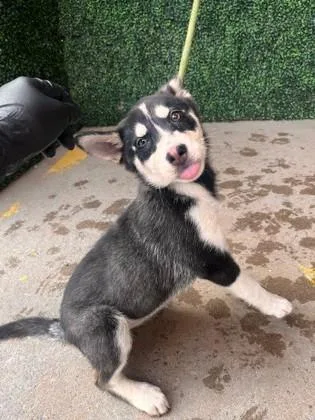 Nova