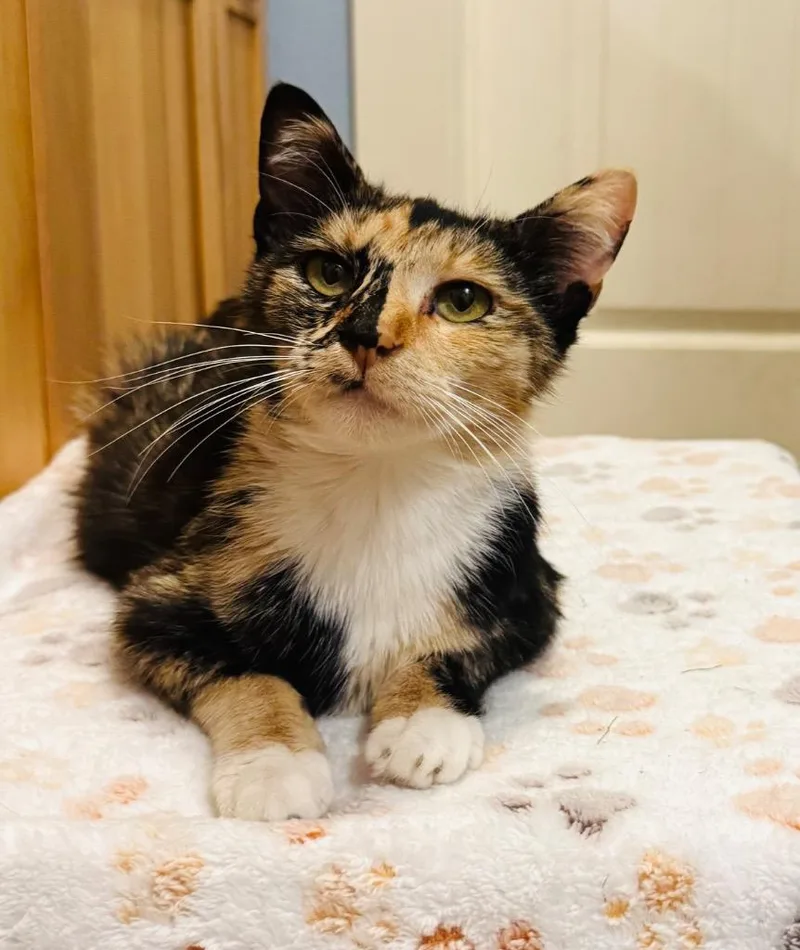 A young medium-sized female Domestic Short Hair cat named Polly for adoption in Claremore, OK