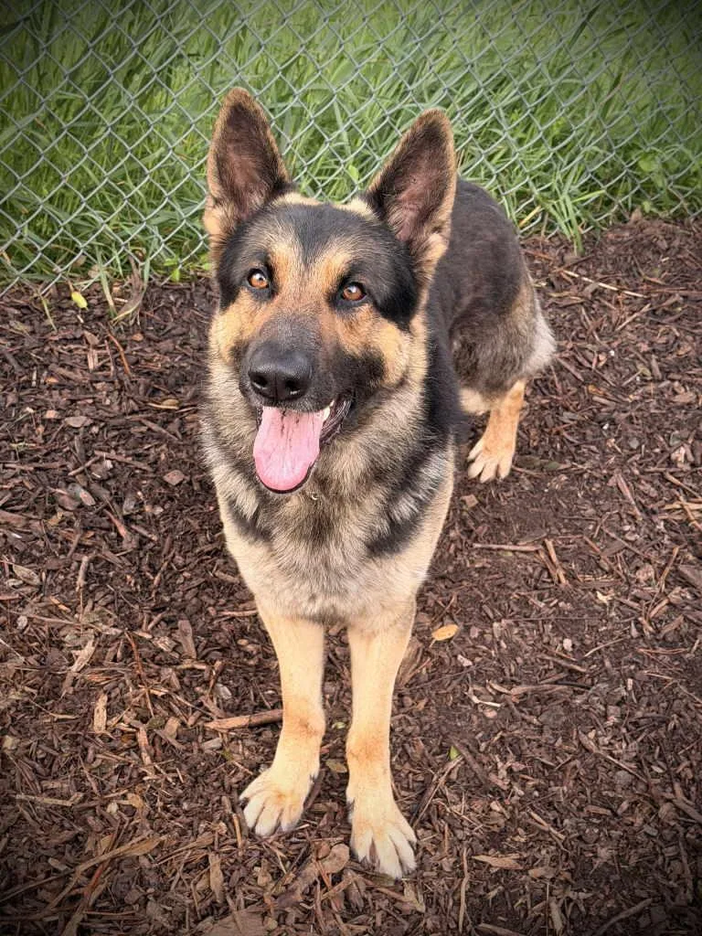 Koda