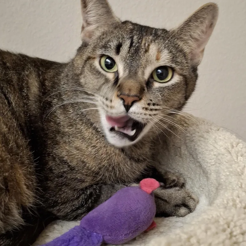 A young medium-sized female Tabby (Brown / Chocolate) Domestic Short Hair cat named O'malley for adoption in Yorba Linda, CA