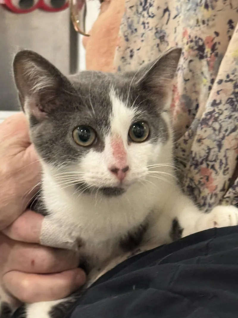 A young medium-sized female Gray & White Domestic Short Hair cat named Emilia for adoption in Locust Grove, VA