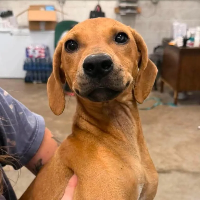 A young small-sized female Mixed Breed dog named Hippie for adoption in Corbin, KY