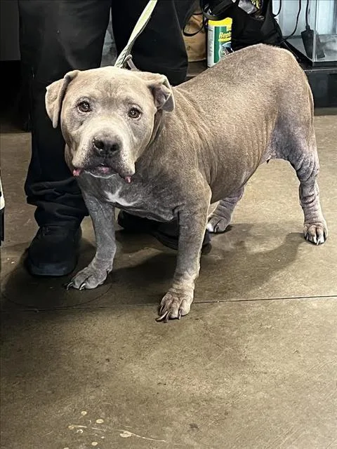 An adult large-sized male Staffordshire Bull Terrier dog named Big Fella for adoption in Chatsworth, CA