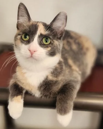 Cat thumbnail 2