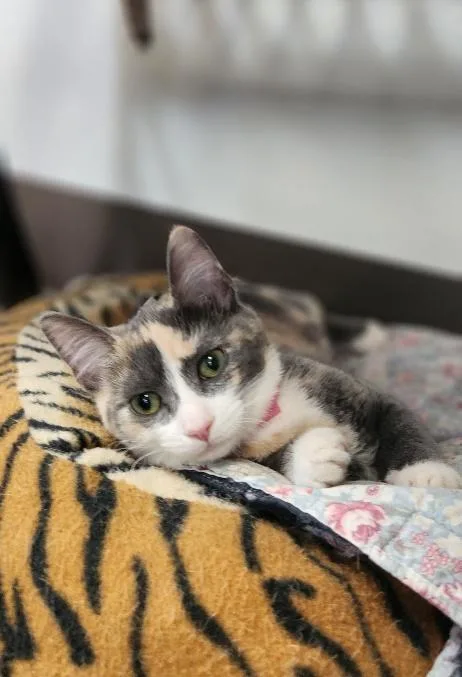 Cat thumbnail 3