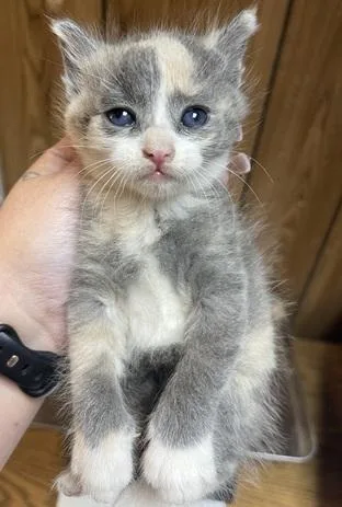 Cat thumbnail 4