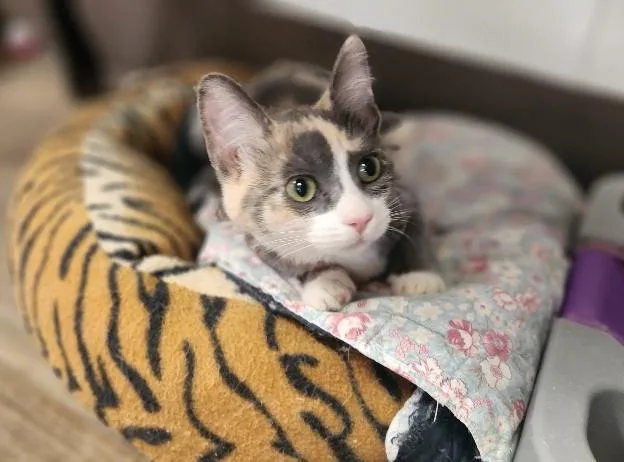 Cat thumbnail 5