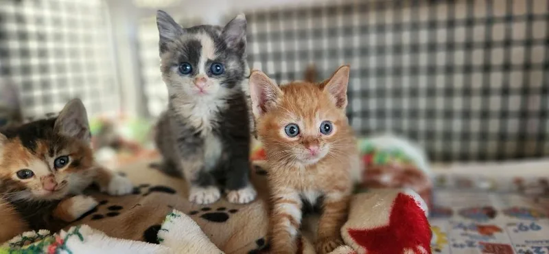 Cat thumbnail 6