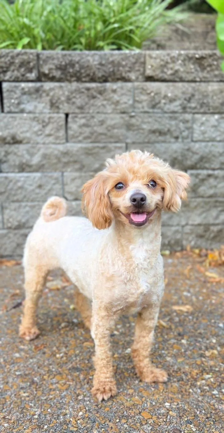 An adult small-sized male Poodle (Toy) dog named Rudy for adoption in Bridgeton, MO