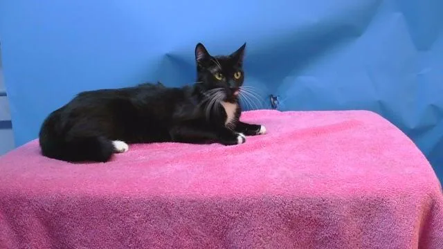 A young medium-sized female Domestic Short Hair cat named Raina for adoption in Gardena, CA