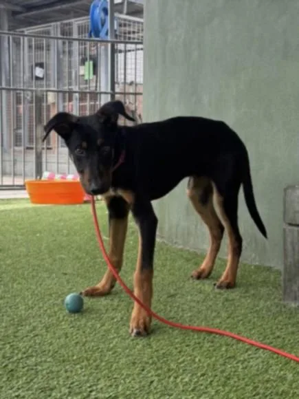 A young medium-sized male German Shorthaired Pointer dog named Cowboy for adoption in Van Nuys, CA
