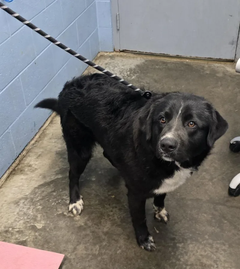 An adult large-sized male Tricolor (Brown, Black, & White) Retriever dog named Ernesto for adoption in Evansville, IN