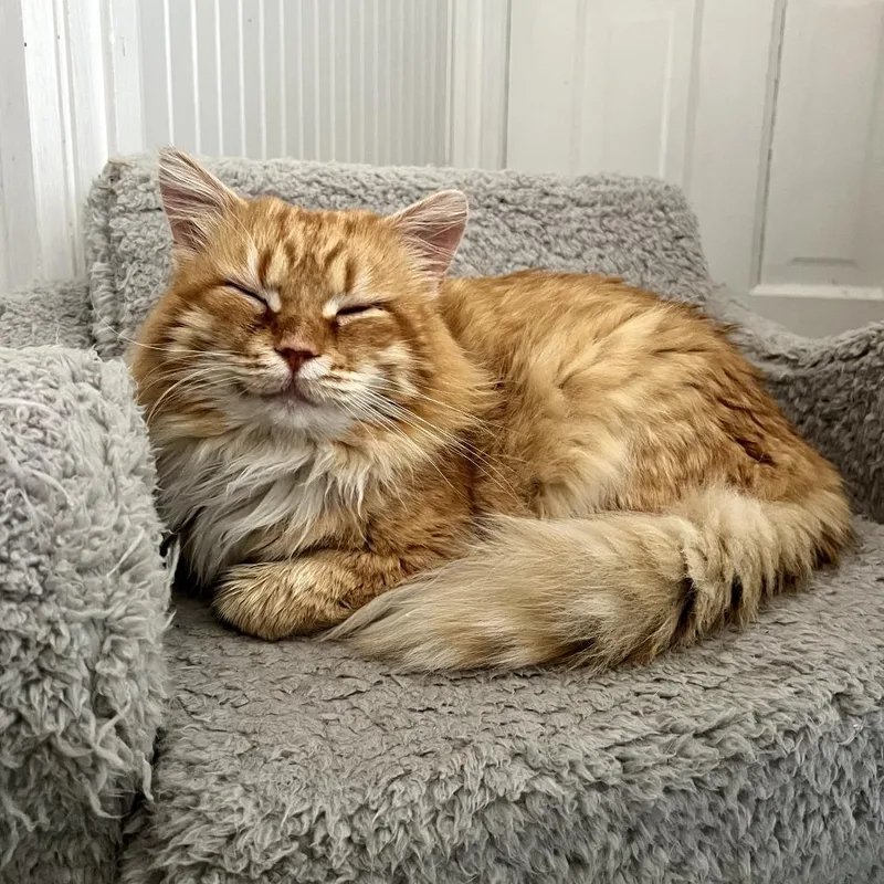 An adult large-sized male Orange / Red Domestic Long Hair cat named Oswald for adoption in South Elgin, IL