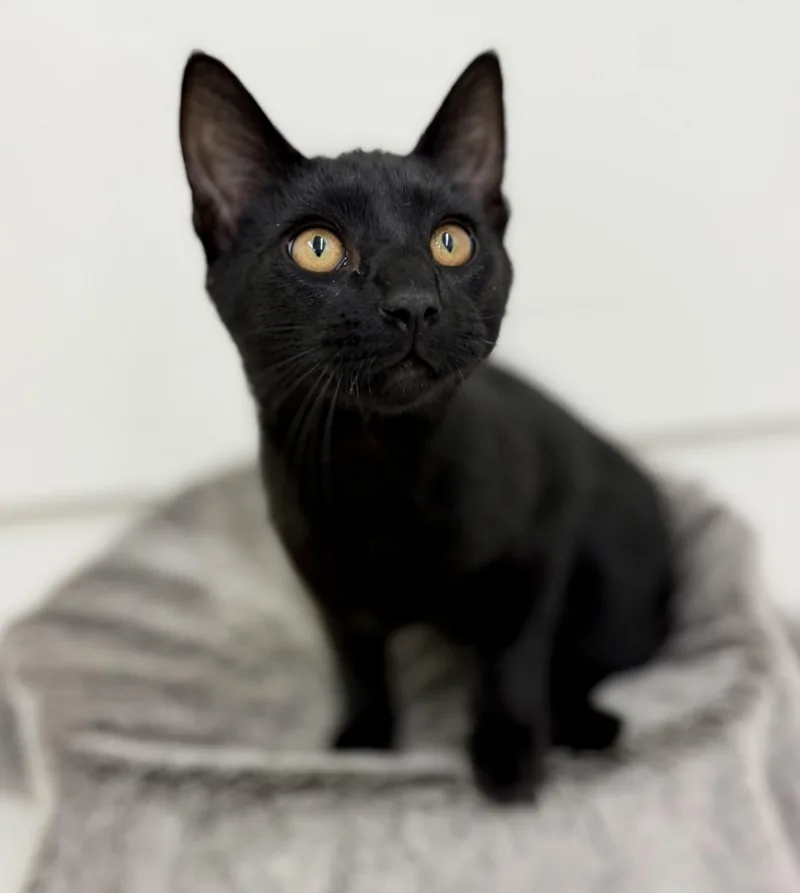 A young medium-sized male Black Domestic Short Hair cat named Jerry for adoption in Sonora, CA
