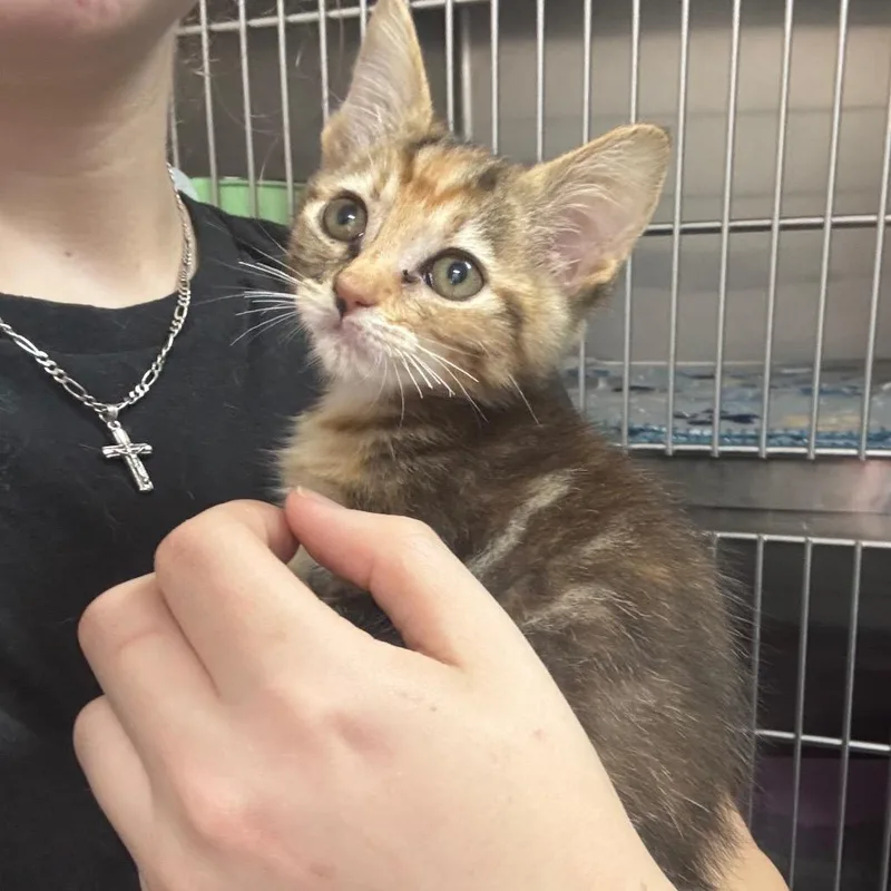 A baby small-sized female Gray / Blue / Silver Domestic Short Hair cat named Infinity for adoption in Middleburg, FL