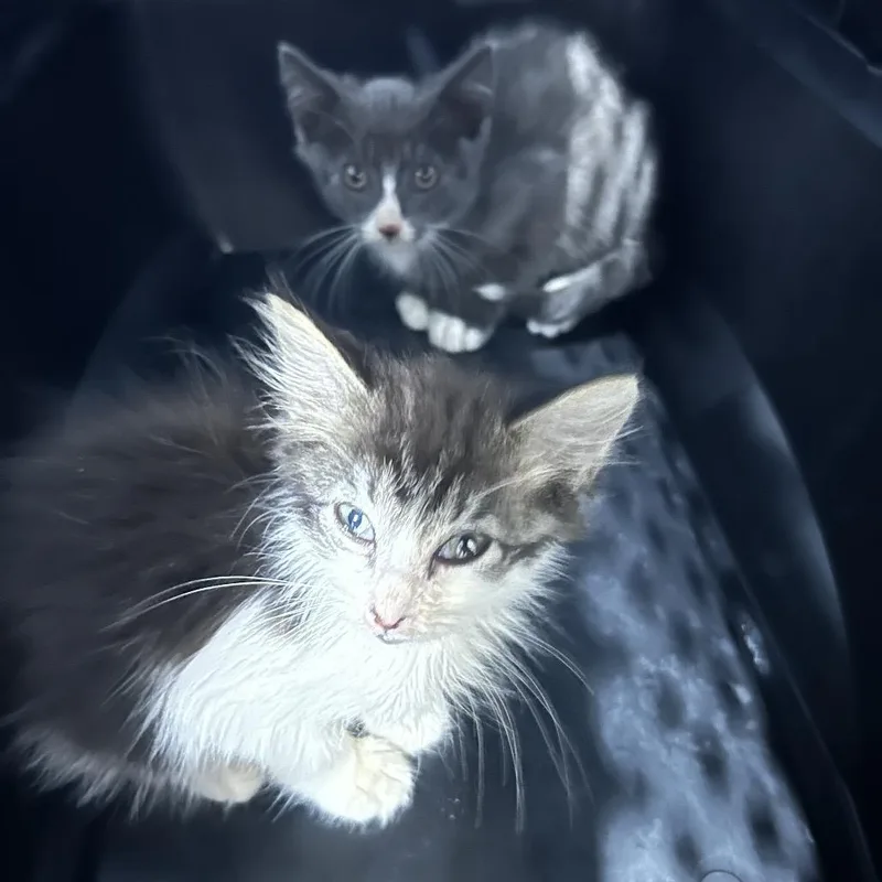 A baby small-sized female Black Domestic Long Hair cat named Tomato for adoption in Oyster Bay, NY