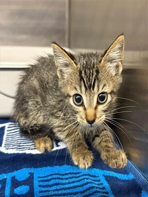 A baby small-sized female Domestic Short Hair cat named Pepper for adoption in Conroe, TX