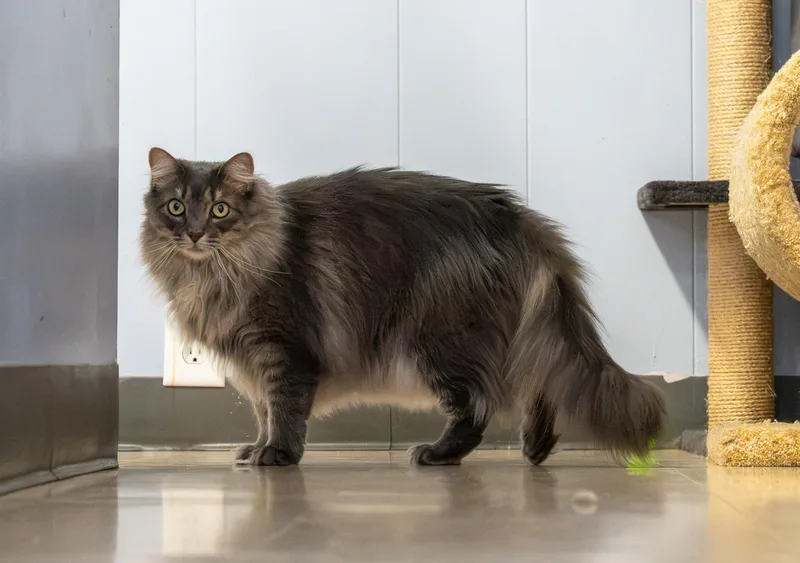 An adult medium-sized female Domestic Long Hair cat named Ariel for adoption in Warwick, RI