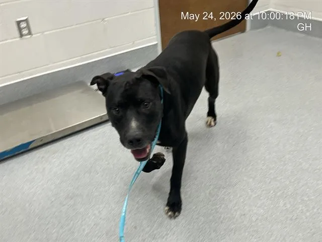 A young large-sized male Pit Bull Terrier dog named Rigby for adoption in Ocala, FL