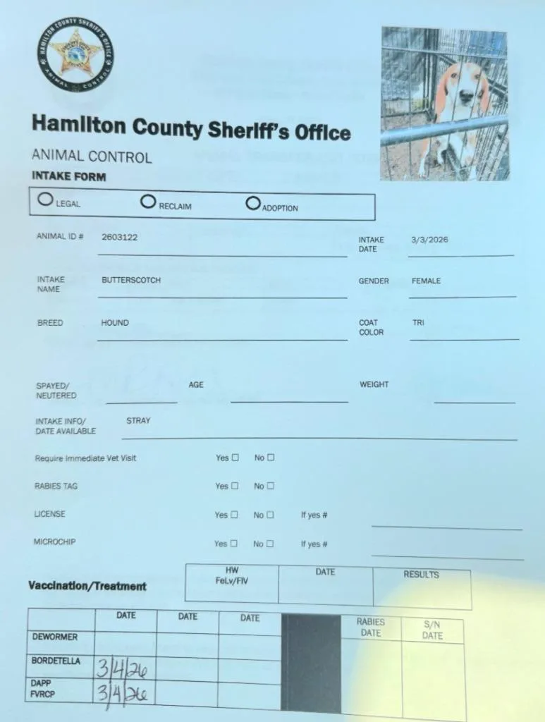 Butterscotch thumbnail 3