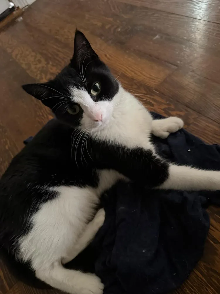 An adult medium-sized female Black & White / Tuxedo Domestic Short Hair cat named Fendi for adoption in East hartford, CT