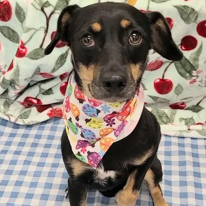 An adult small-sized female Bicolor Miniature Pinscher dog named Tortellini for adoption in Woolwich, ME