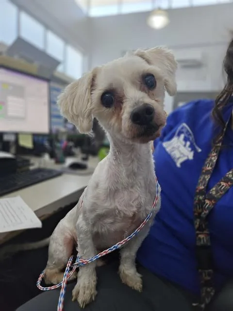 An adult small-sized male Mixed Breed dog named Parlay for adoption in Dallas, TX