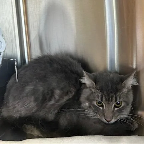 A young medium-sized male Gray / Blue / Silver Domestic Medium Hair cat named Cotton for adoption in Knoxville, TN