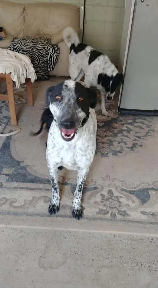 An adult large-sized male Black Mixed Breed dog named Guawk for adoption in YERINGTON, NV